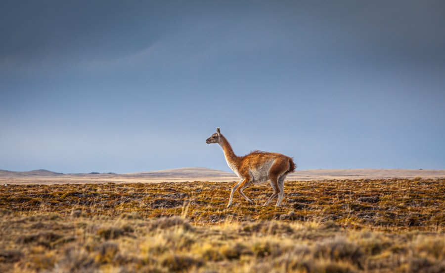Photo patagonia