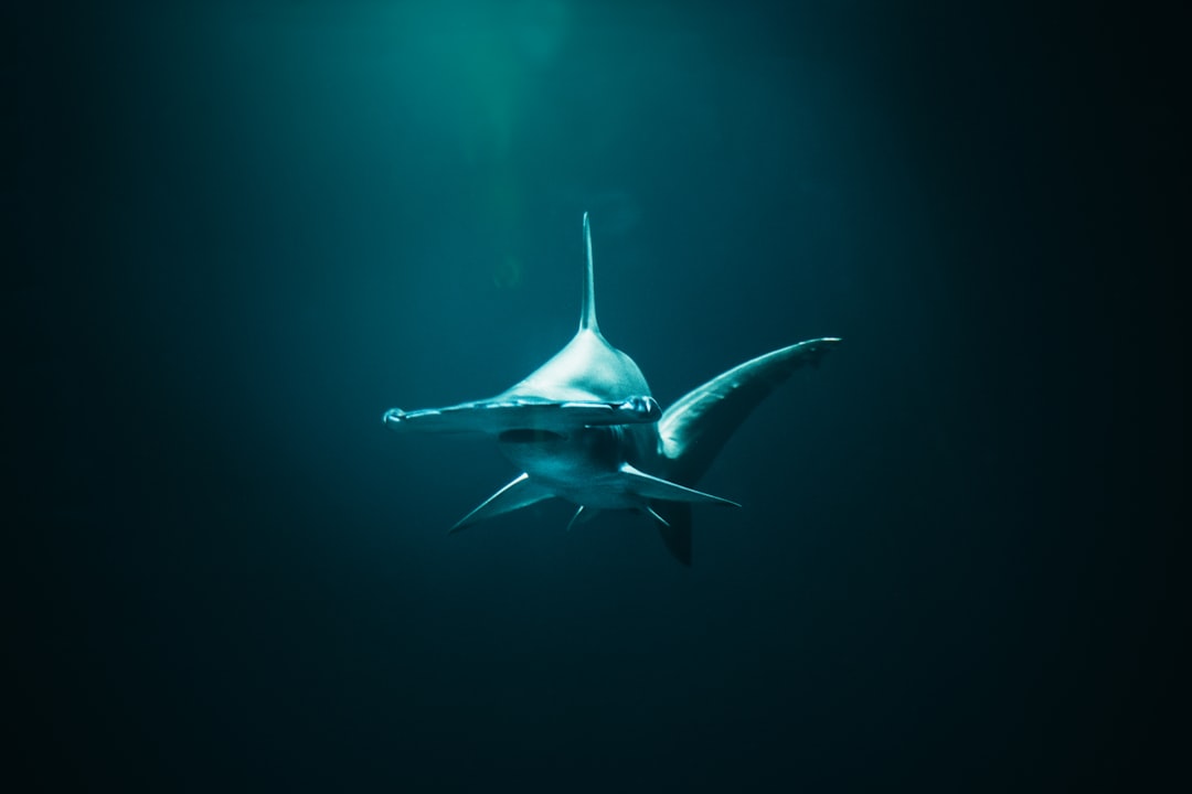 Photo sharks, drake passage