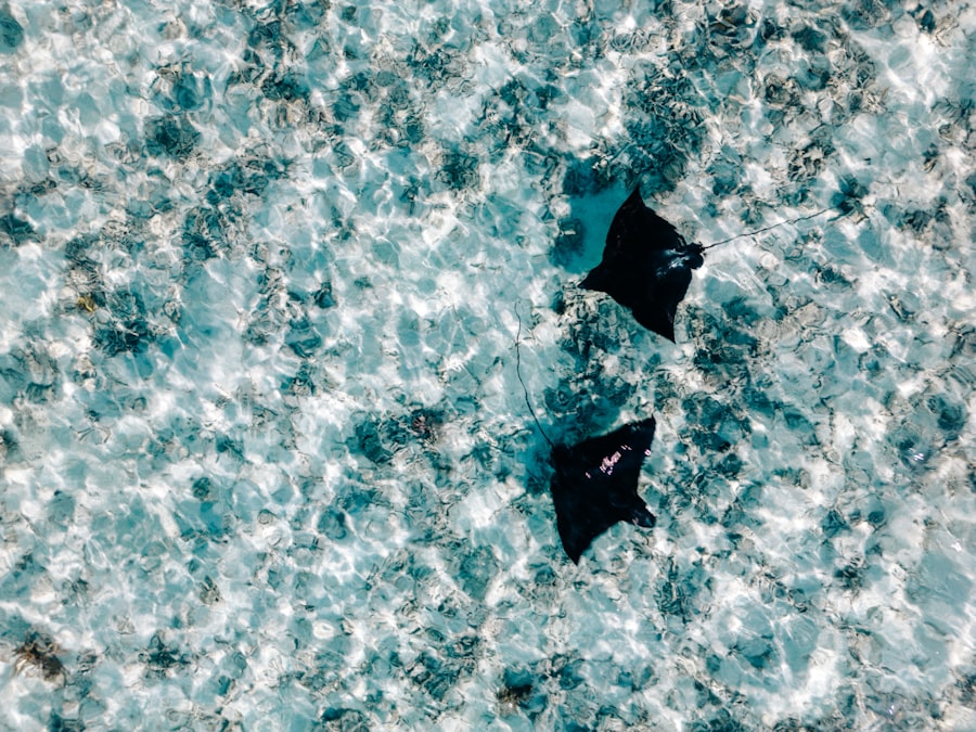 Photo sharks, drake passage