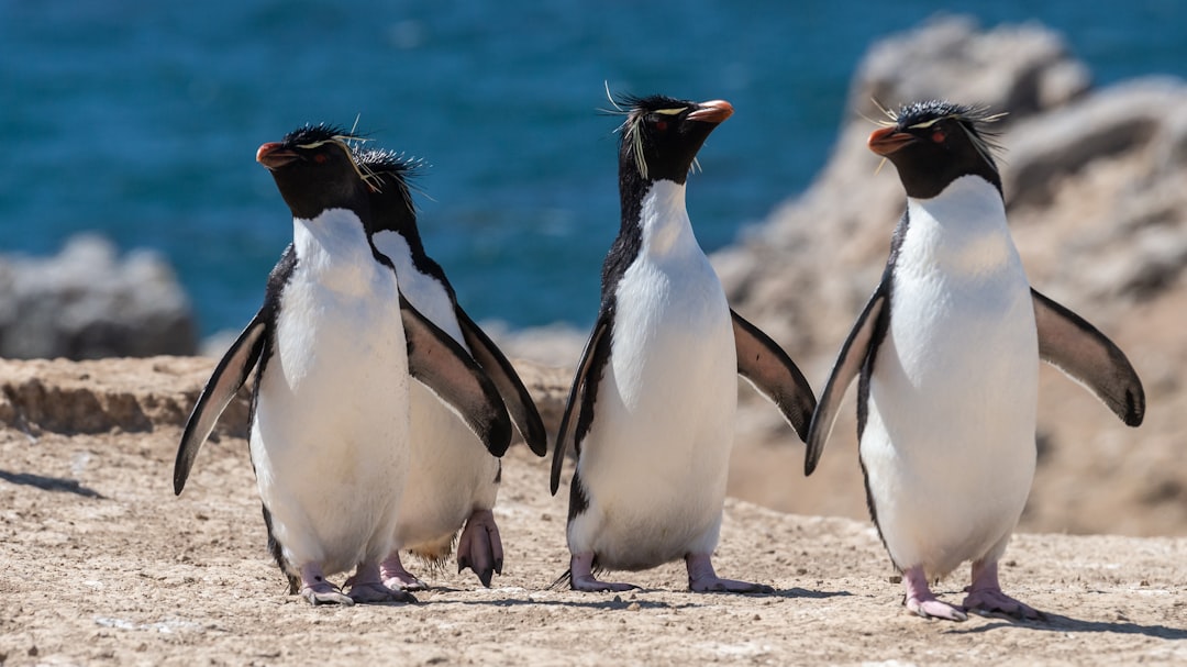 Photo penguins