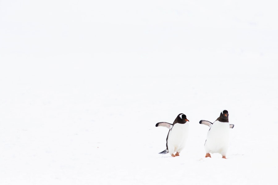 Photo penguins