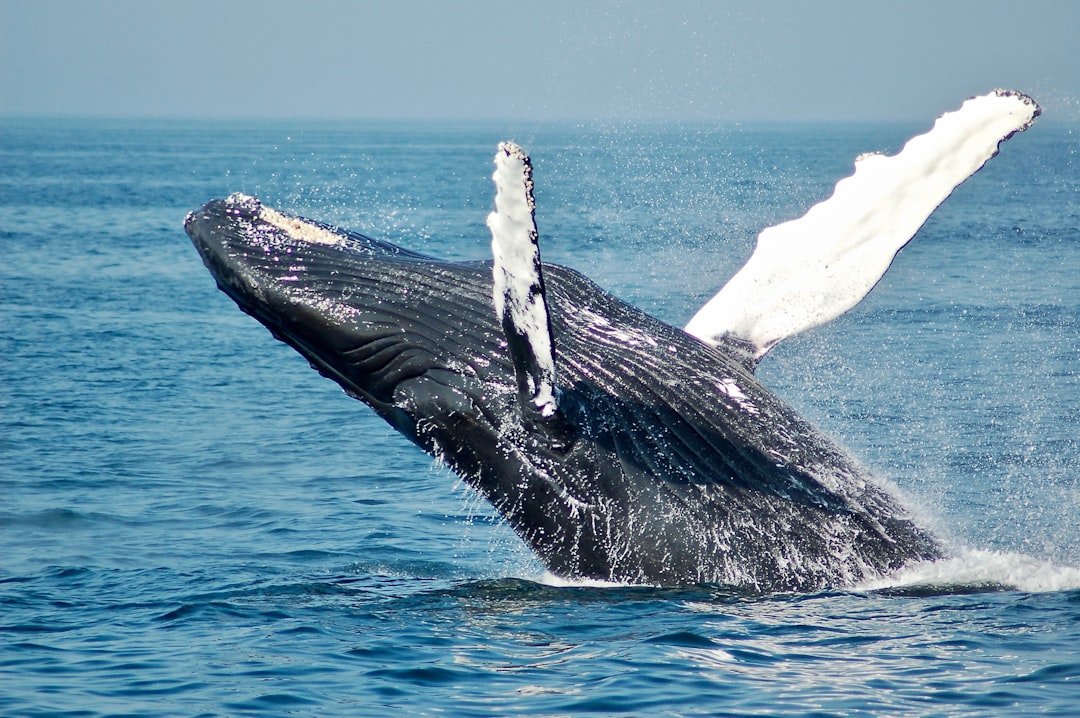 Photo whales
