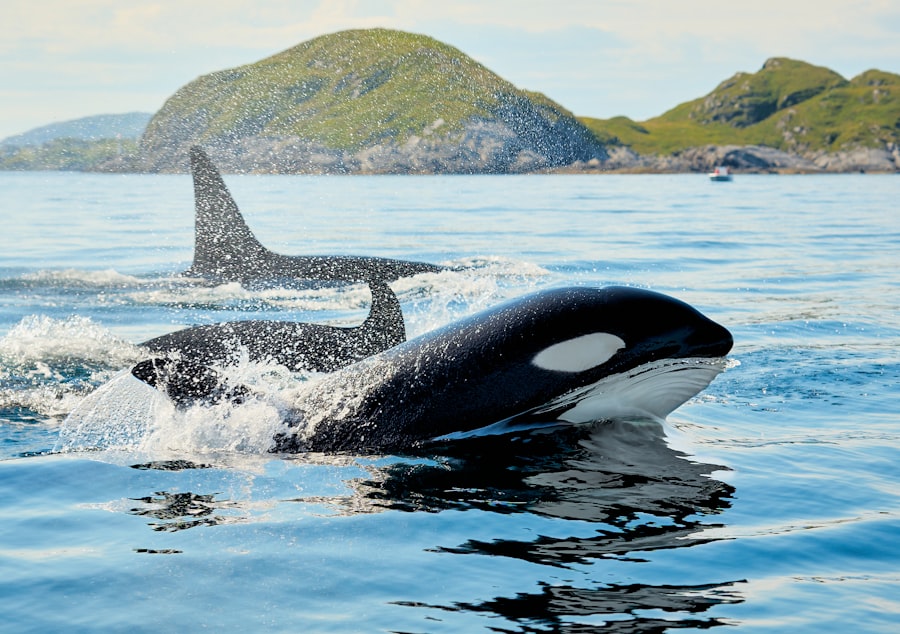 Photo whales