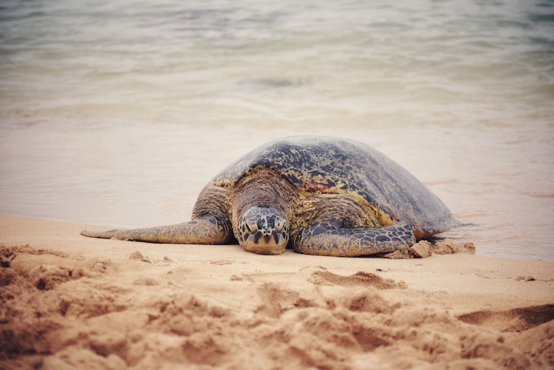 Photo sea animals