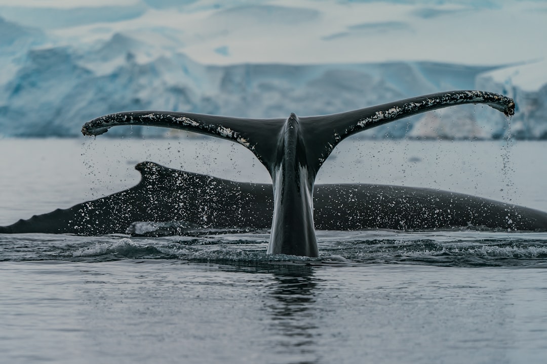 Photo antarctica