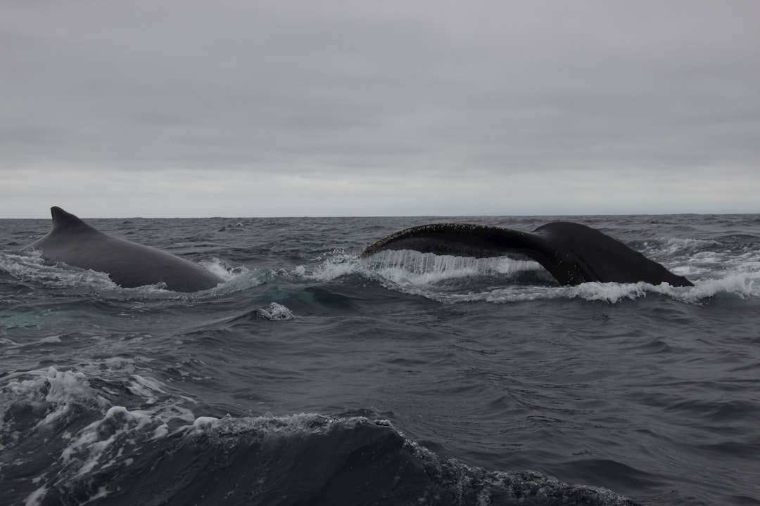 Photo whales, drake passage