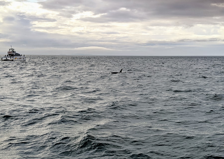 Photo whales, drake passage