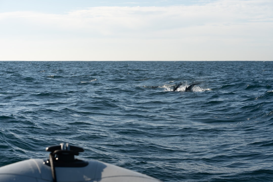 Photo whales, drake passage