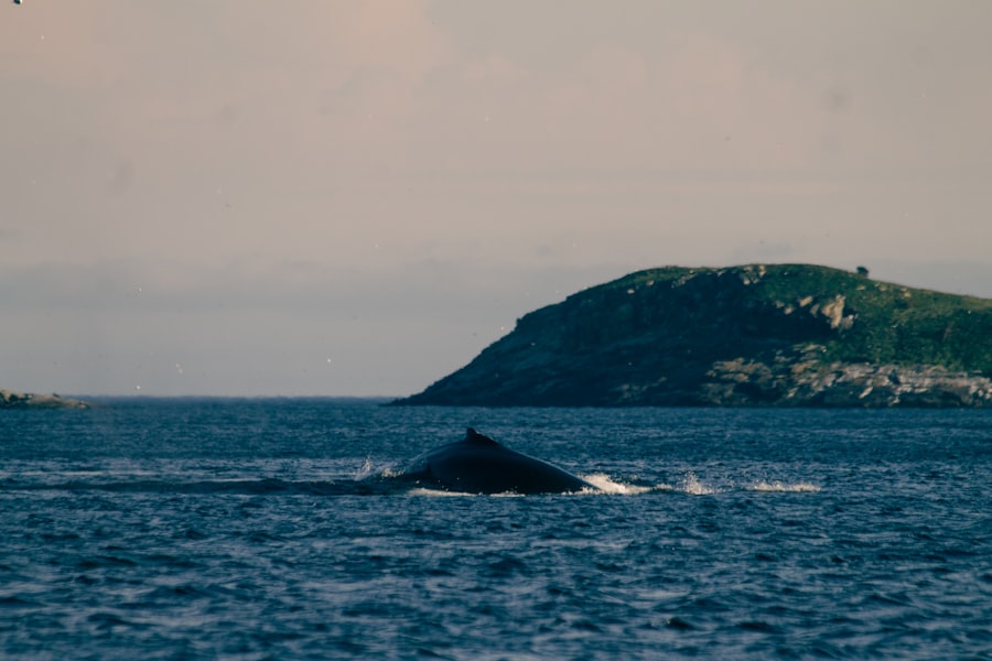 Photo whales, drake passage