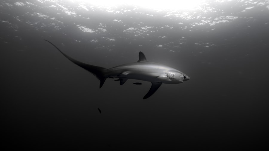 deep sea exploration