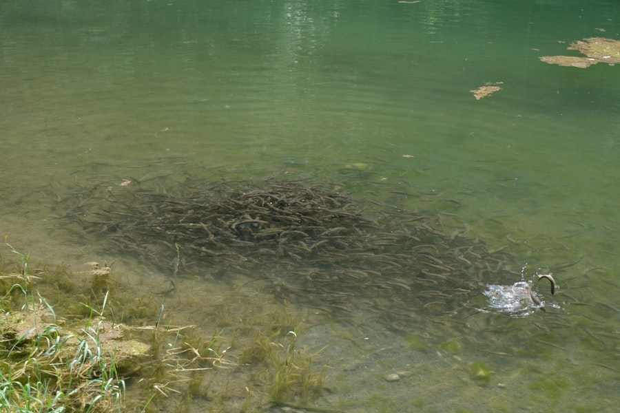 environmental dna carp