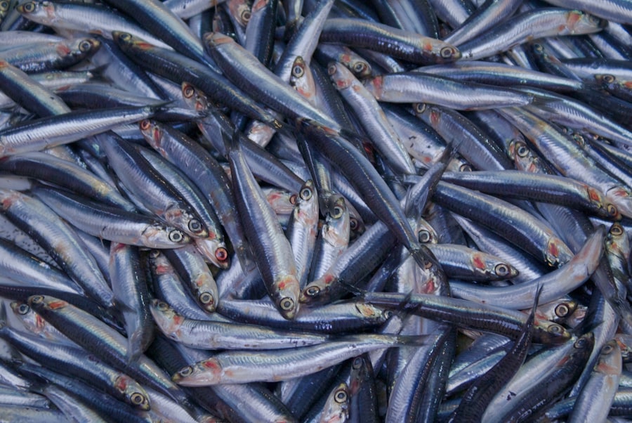 mediterranean fisheries collapse