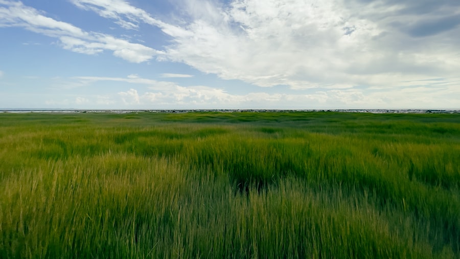 seagrass meadows