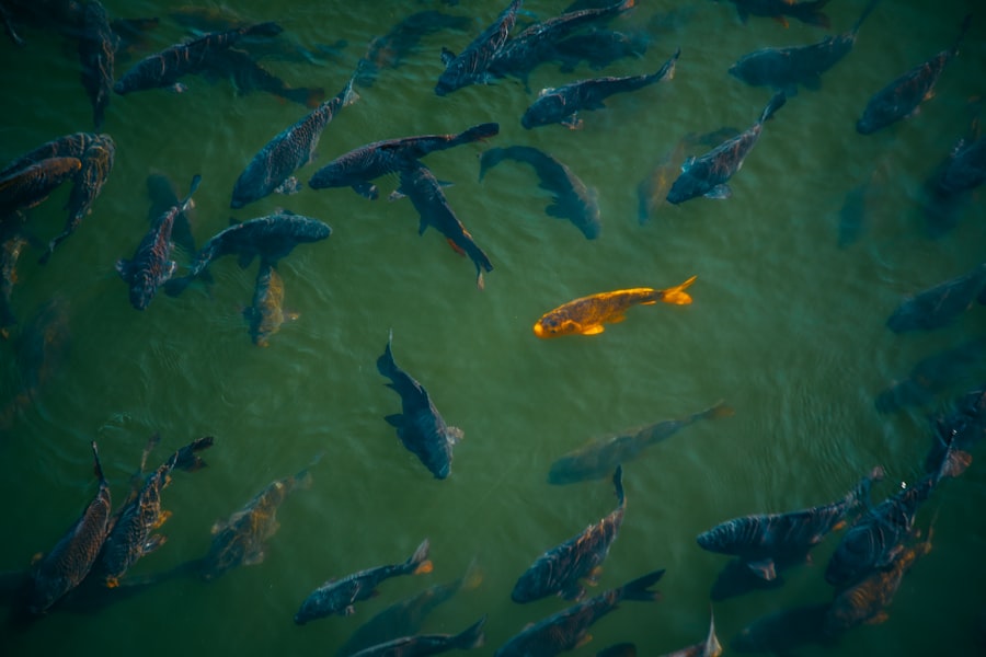 fish migration