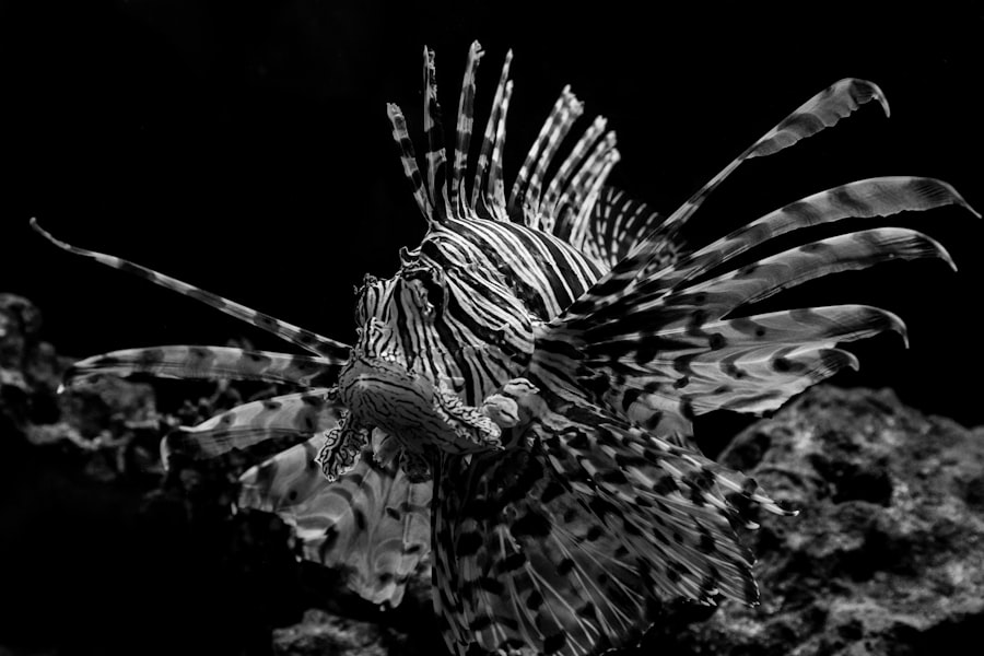 lionfish