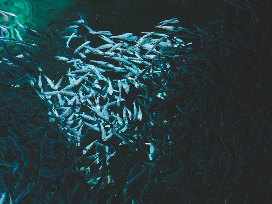 overfishing