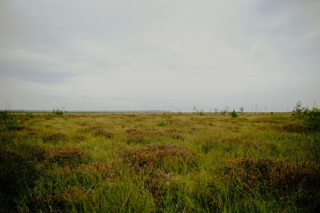 Photo seagrass meadows