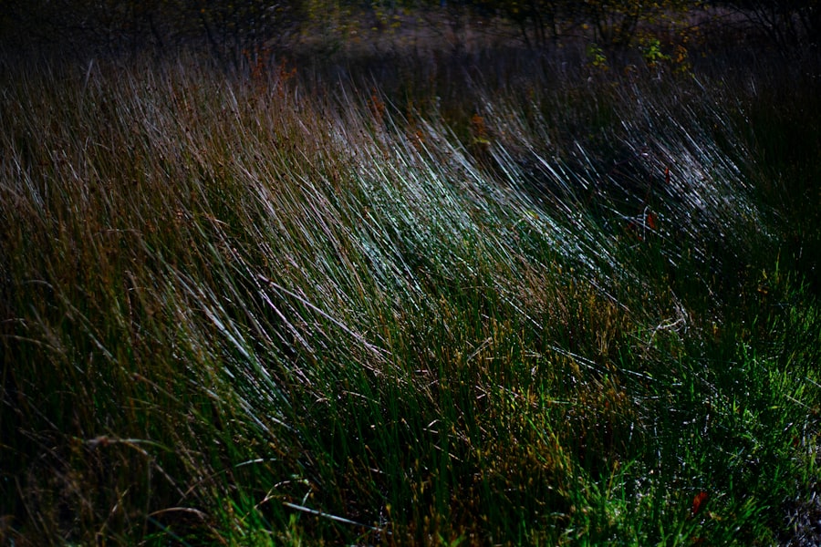 Photo seagrass meadows
