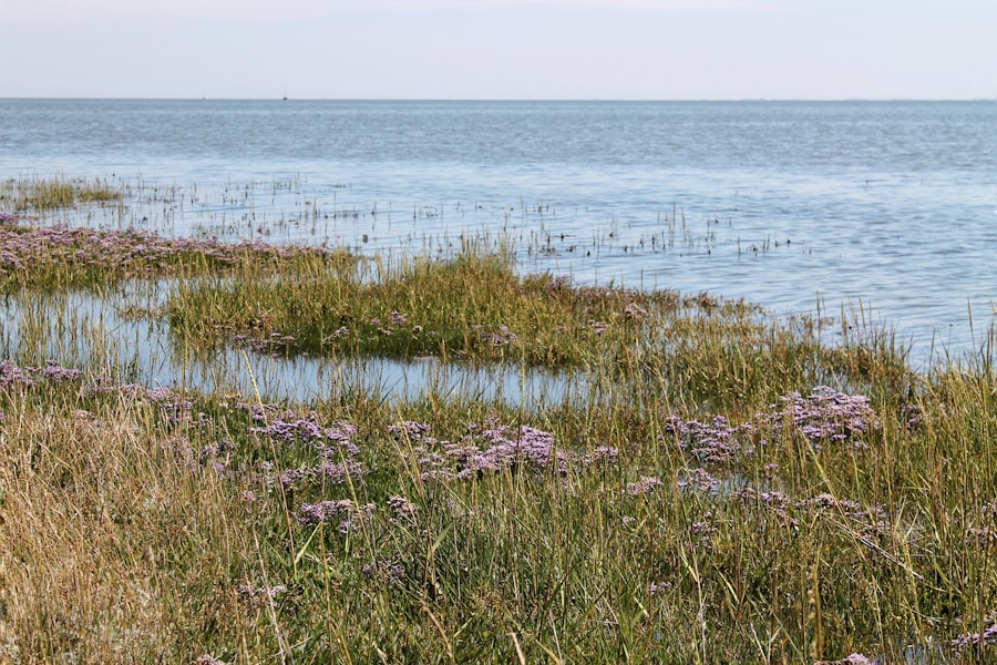 Photo seagrass meadows