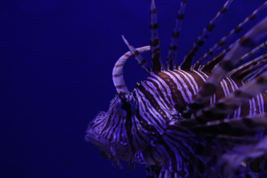 Photo lionfish