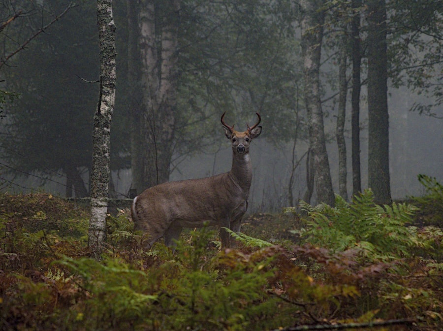 Photo invasive species