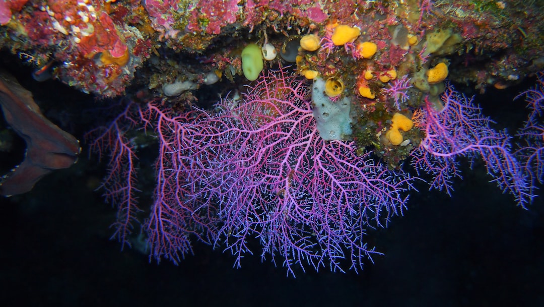 Photo seabed morphology