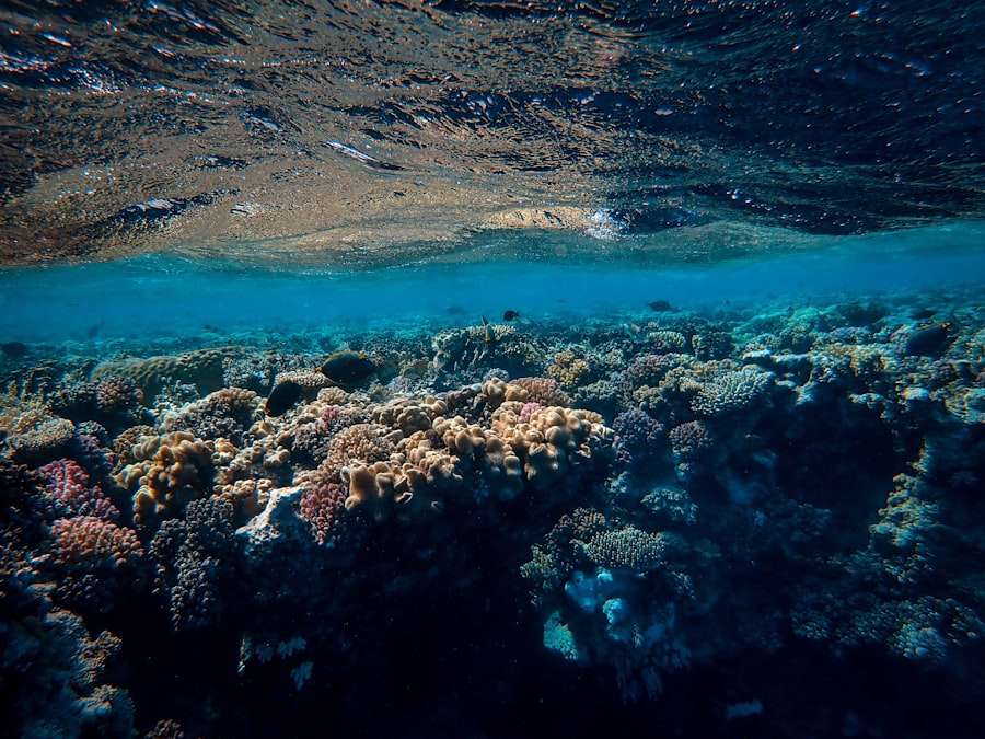 Photo ocean acidification