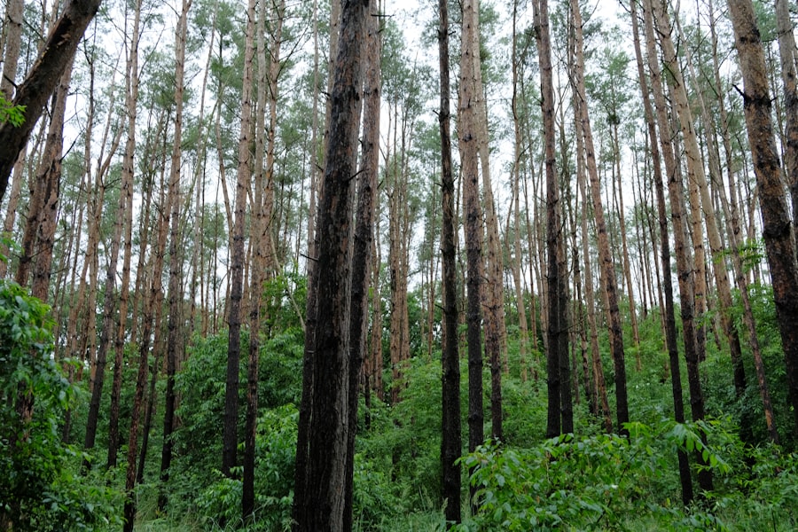 Photo forest cover policy