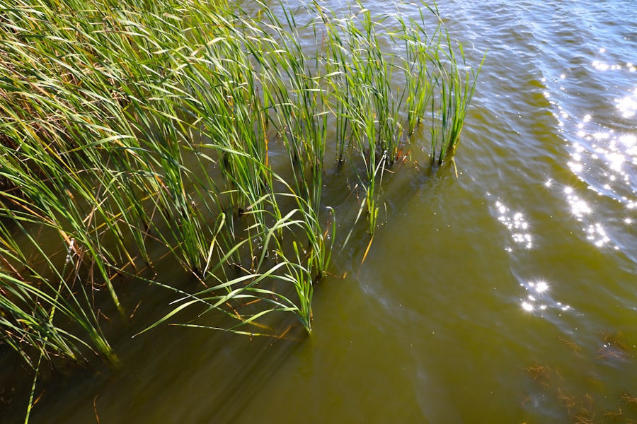 Photo environmental dna carp