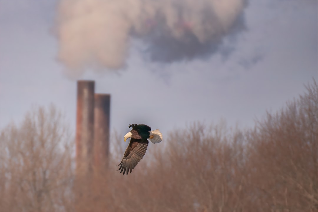 Photo pollution history