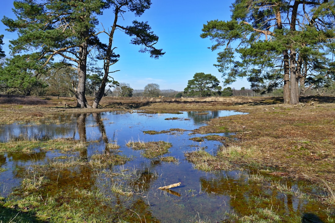 Photo wetlands restoration