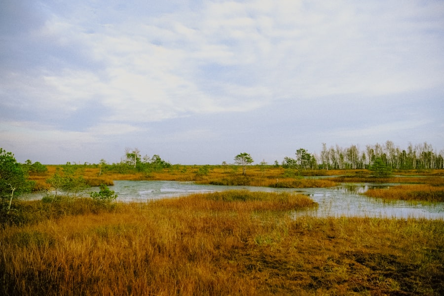 Photo wetlands restoration