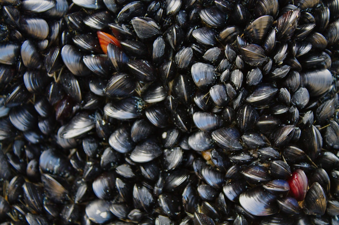 Photo quagga mussels