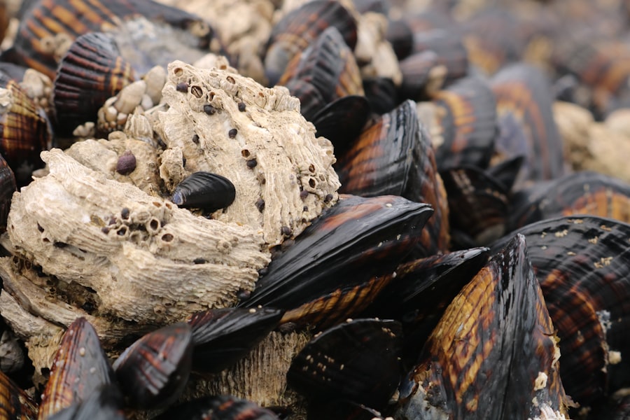 Photo quagga mussels