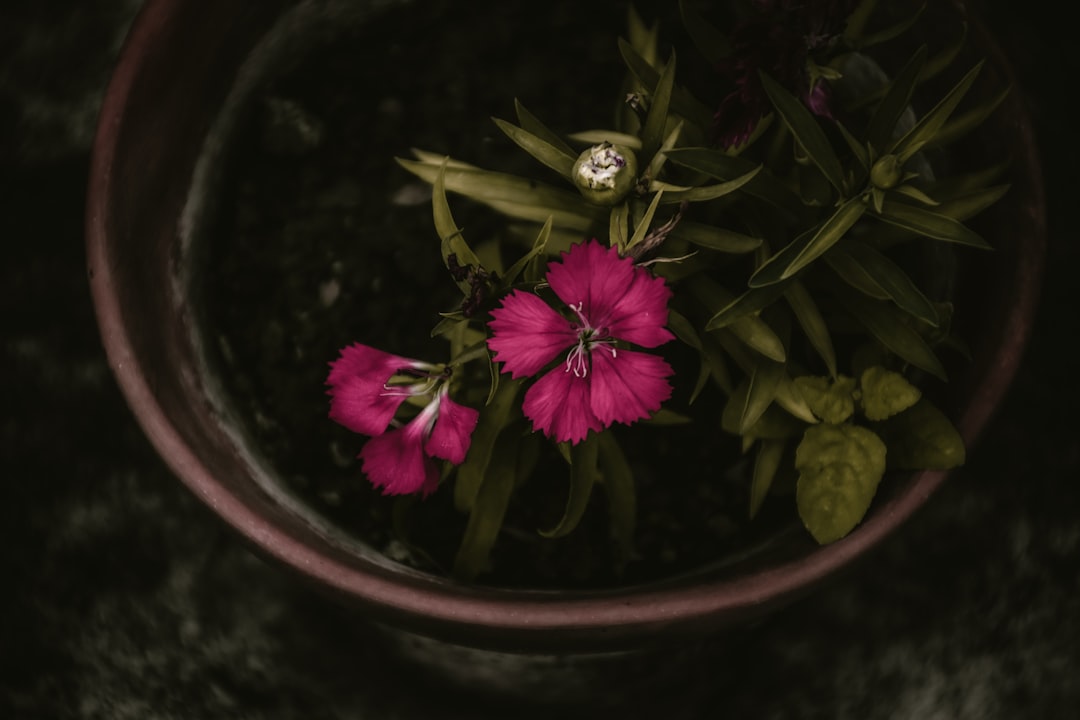 Photo toxic algal blooms