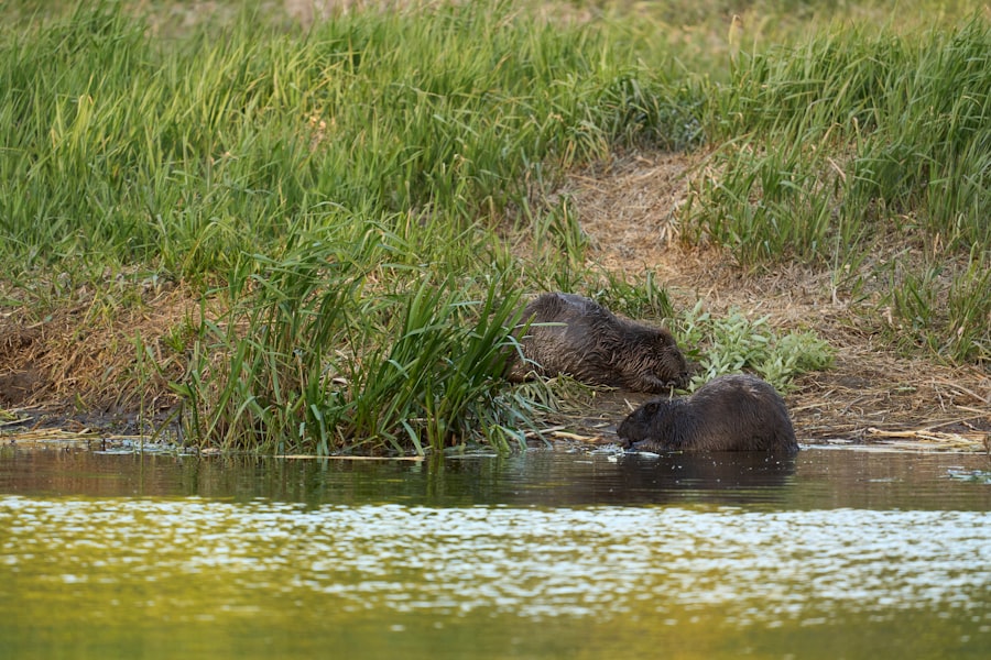 Photo river ecosystems