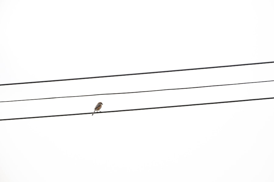 Photo lead service line replacement