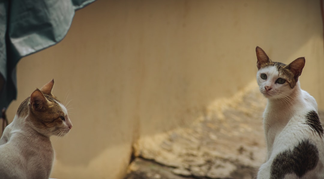 Photo three gorges dam collapse