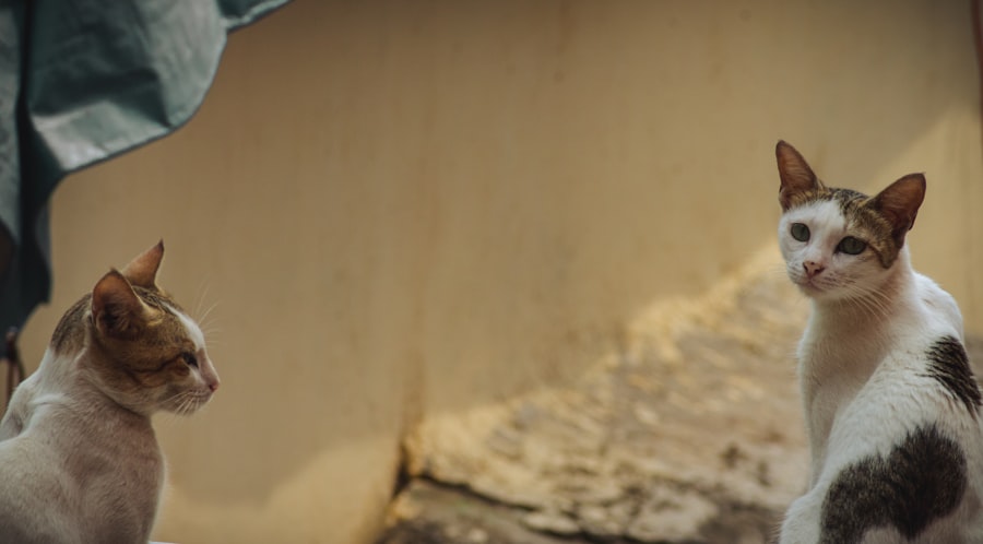 Photo three gorges dam collapse