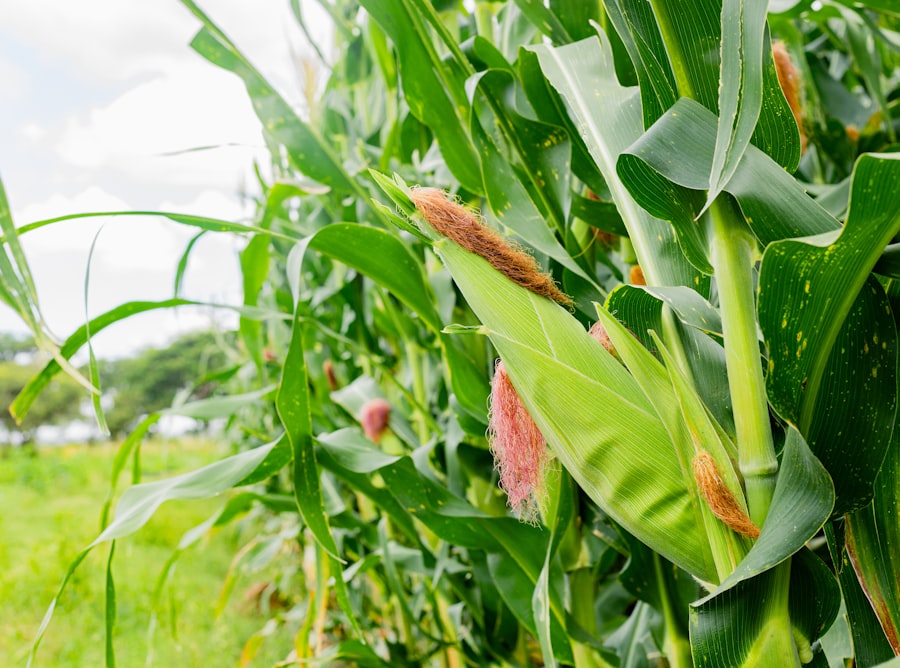 cover crop benefits
