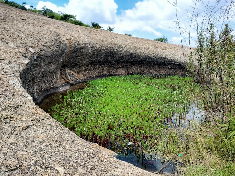 Darién Gap swamp drainage