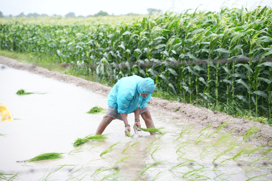 fertilizer shortage