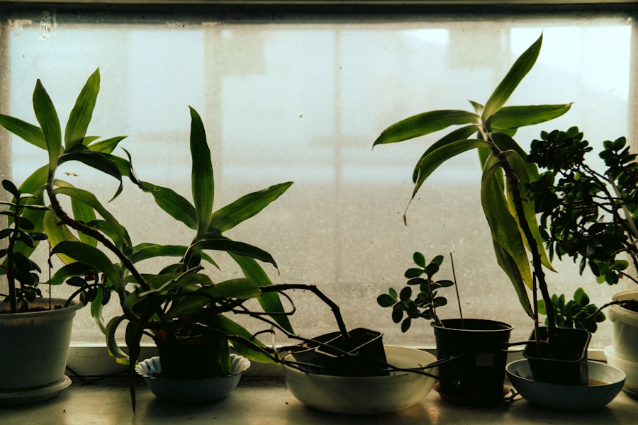 rare earth processing plants