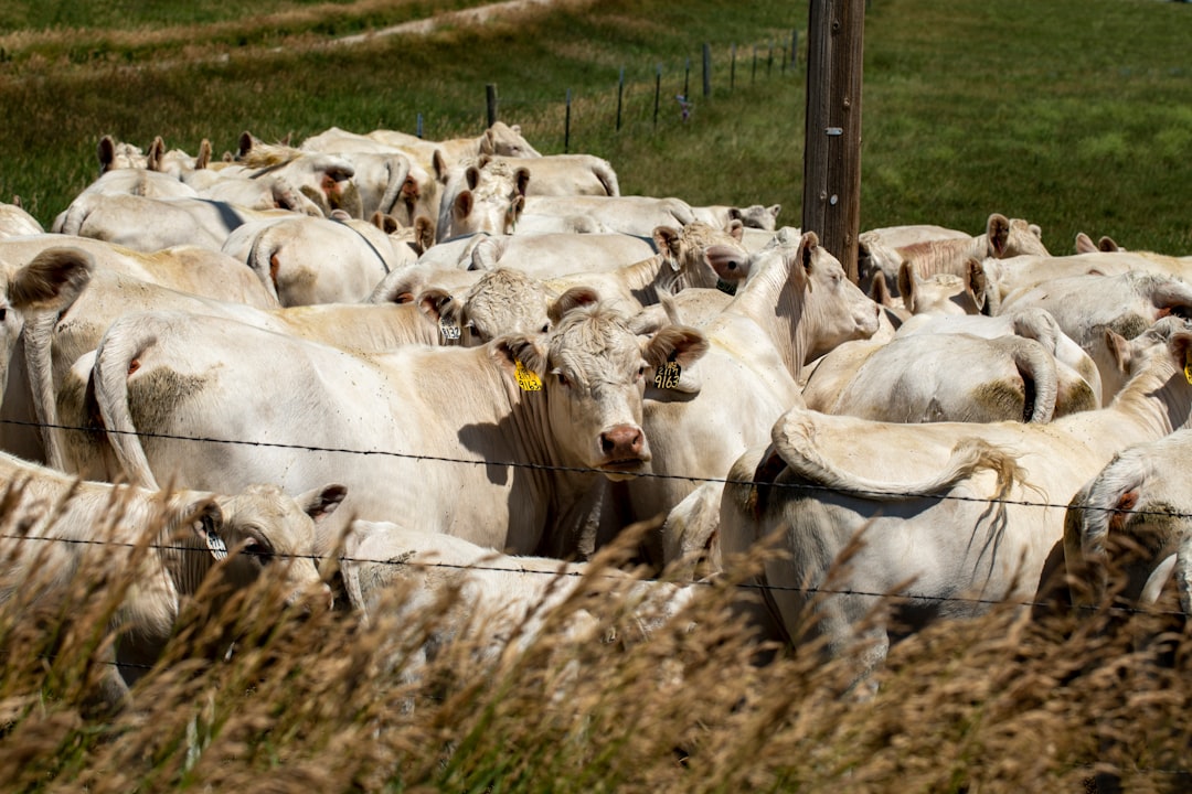 Photo livestock feed cost increase