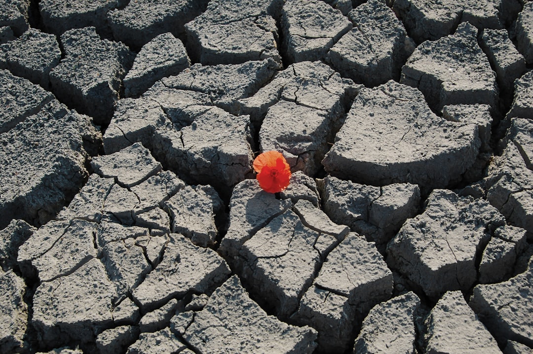 Photo resilience