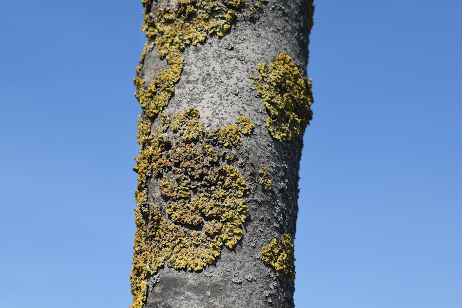 Photo rare earth vertical integration