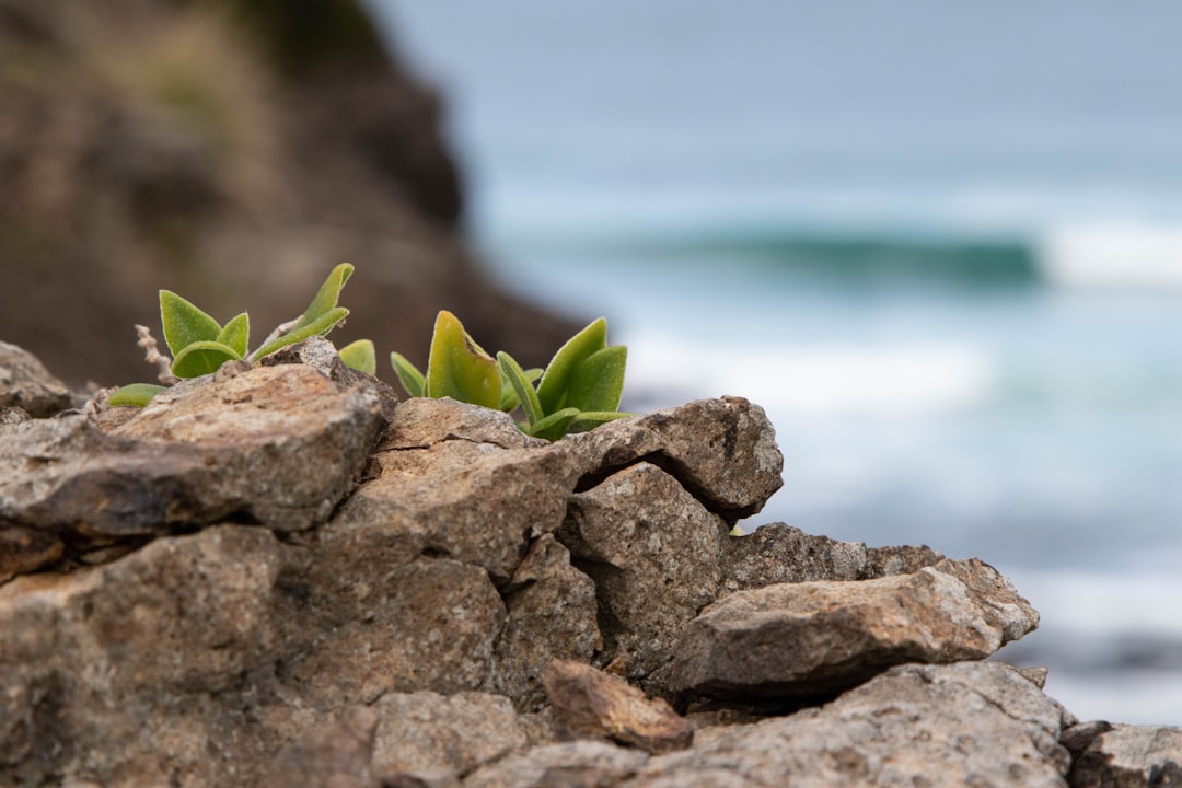 Photo resilience strategies