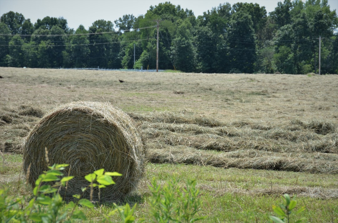Photo agricultural economics collapse