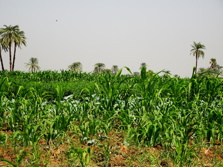 Photo agriculture environmental impact