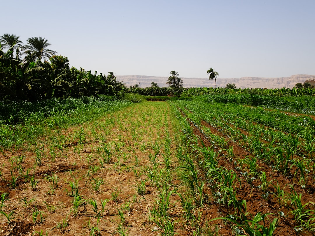 Maximizing Crop Yields with Rotation Pest Control